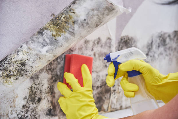 Trusted South Apopka, FL Mold Removal Services Experts